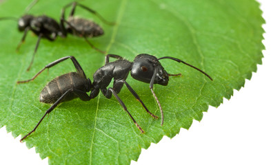 Two ants on green leaf