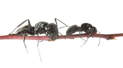 Two ants on twig