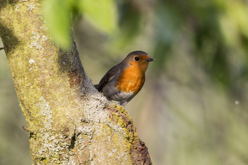 Rotkehlchen (Erithacus rubecula)