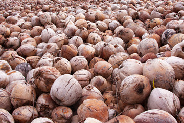 Thousands of coconuts collected for recycling, Thailand