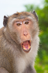 Macaque monkey living in a Buddhist temple, Thailand