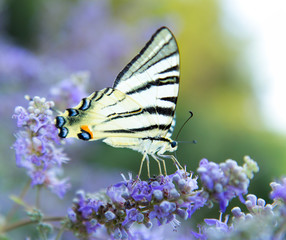 The large butterfly on flower  with open wings in profile