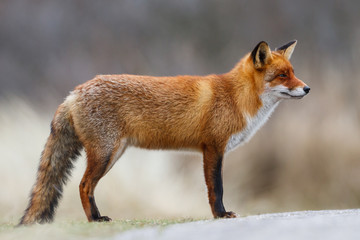 red fox