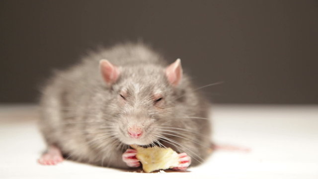 Rat, eats bread