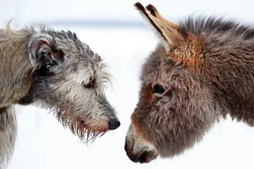 Fotobehang irish wolfhound dog and donkey © DragoNika