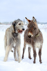 irish wolfhound dog and donkey