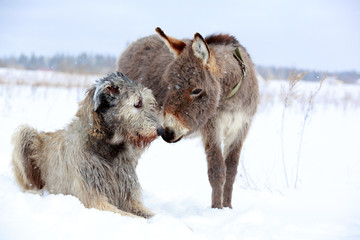 irish wolfhound dog and donkey