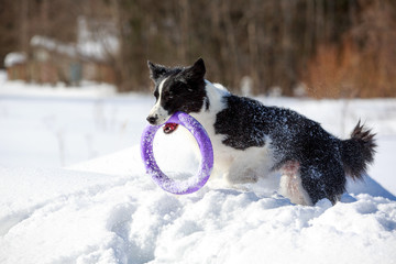 Border Collies play with toy at winter