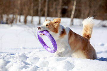 Border Collies at winter