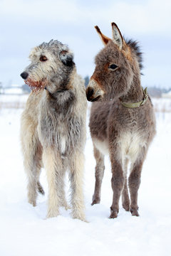 irish wolfhound dog and donkey