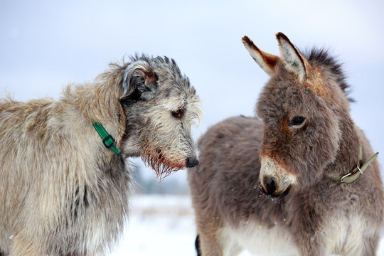 irish wolfhound dog and donkey