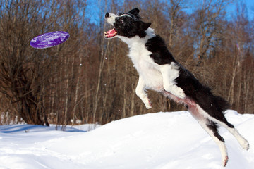 Border Collies fun in winter