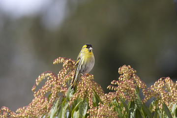 Carduelis spinus (m) - Tarin des aulnes sur pieris