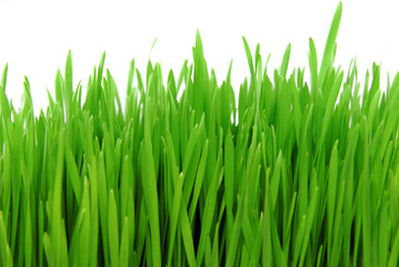 Fototapeta na wymiar świeża trawa na białym tle