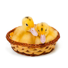 Two yellow little ducks in wooden nest on white background