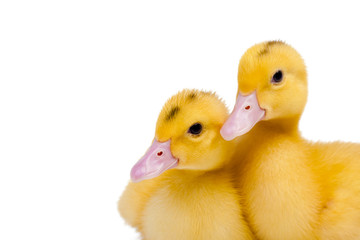 Two little ducks on white background