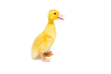 Little ducks on white background