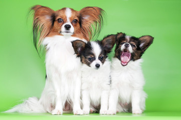 papillon dog with puppies