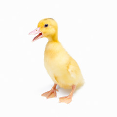 Little ducks on white background