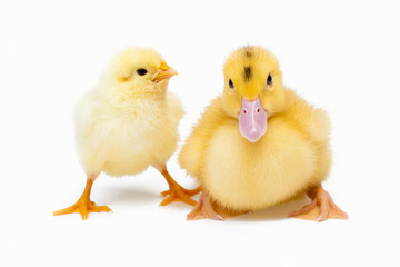 Little duck and chicken on white background