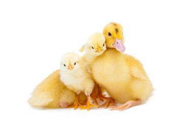 Little duck and chicken on white background