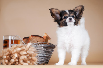 adorable papillon puppy