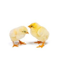 Two little chicknens on white background