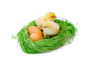 Two yellow little chickens in hay nest on white background
