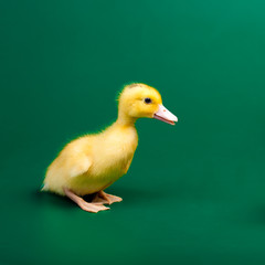 Little duck on green background
