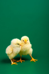 Two little chicknens on green background