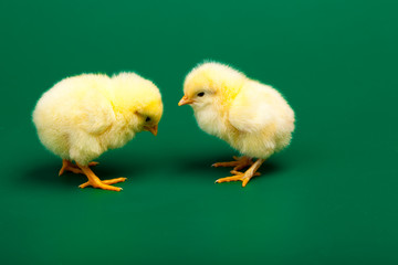 Two little chicknens on green background