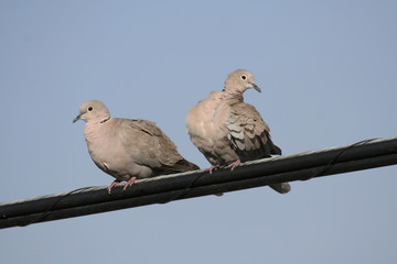 Pareja de Tórtola Turca (Streptopelia decaocto)