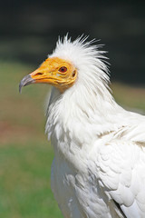 Retrato de Alimoche