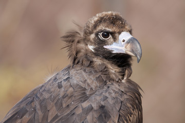 Retrato de Buitre Negro (Aegypius monachus)