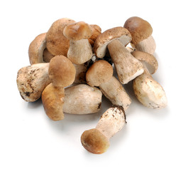 ceps mushrooms