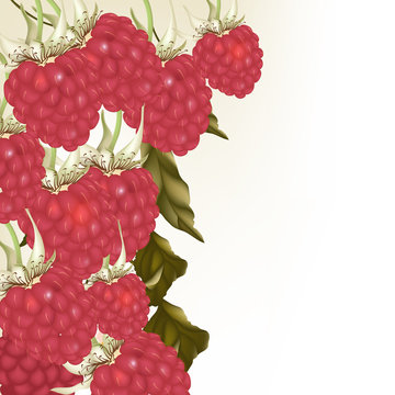 Beautiful vector background with realistic pink  raspberry