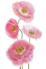 Fototapeta premium poppy