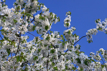 springtime - blossoms cherry tree with blue sky