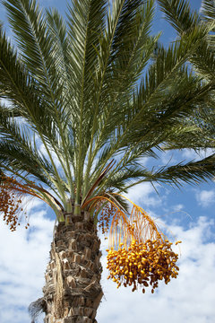 Palm tree with dates hanging from branches