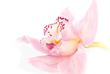 orchidée rose isolé sur fond blanc