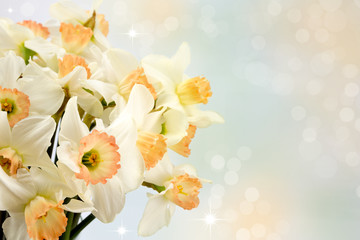 Daffodils.