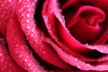 Gouttes d'eau sur les petales de rose  rouge macro