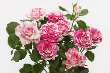 Bouquet of rose bush. Shallow DOF.