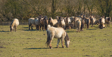 Herd of Konik horses in nature in winter © Naj