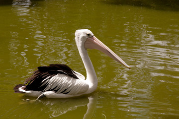 Australian Flamingo swimming