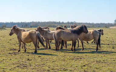 Herd of Konik horses in nature in winter