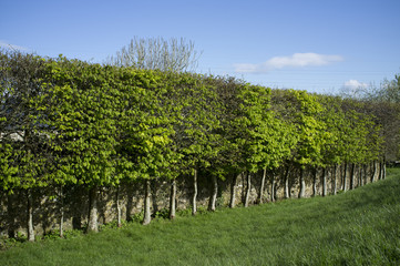 Stilted Hornbeam headge providing screening