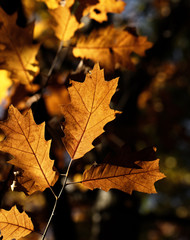 Colorful autumn leaves