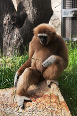 White-handed  ape
