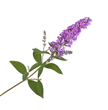 Spray Of Purple Flowers From A Butterfly Bush Against White